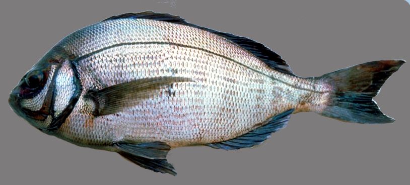 Spondyliosoma cantharus_06.jpg